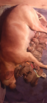 Les chiots de Rhodesian Ridgeback
