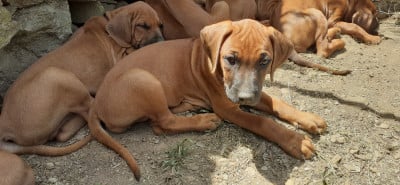 Les chiots de Rhodesian Ridgeback
