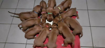 Les chiots de Rhodesian Ridgeback