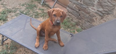Les chiots de Rhodesian Ridgeback