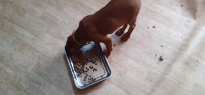 Les chiots de Rhodesian Ridgeback