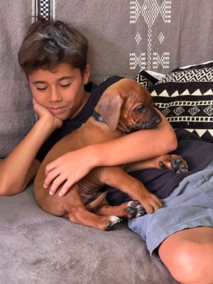 Les chiots de Rhodesian Ridgeback