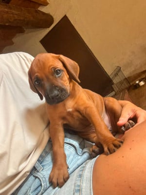 Les chiots de Rhodesian Ridgeback