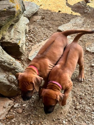 Les chiots de Rhodesian Ridgeback