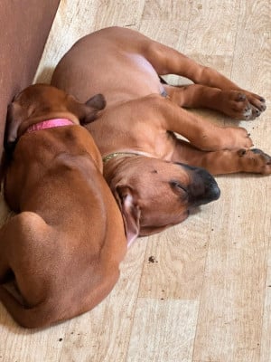 Les chiots de Rhodesian Ridgeback