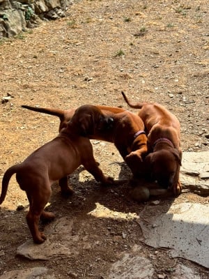 Les chiots de Rhodesian Ridgeback