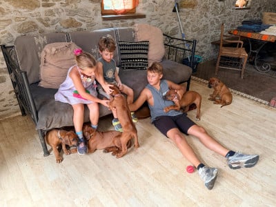 Les chiots de Rhodesian Ridgeback
