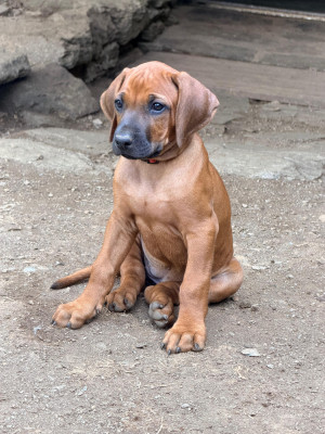 Les chiots de Rhodesian Ridgeback