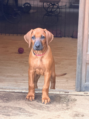 Les chiots de Rhodesian Ridgeback
