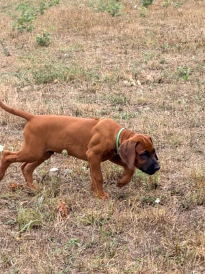 Les chiots de Rhodesian Ridgeback
