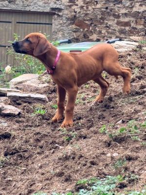 Les chiots de Rhodesian Ridgeback