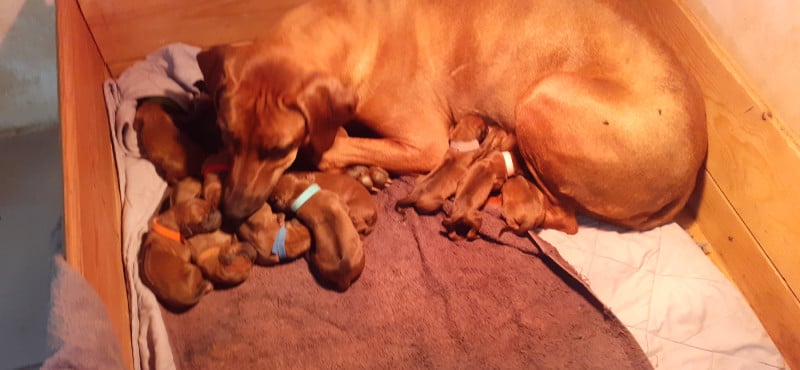 Rhodesian Ridgeback - Hells Rhodesian
