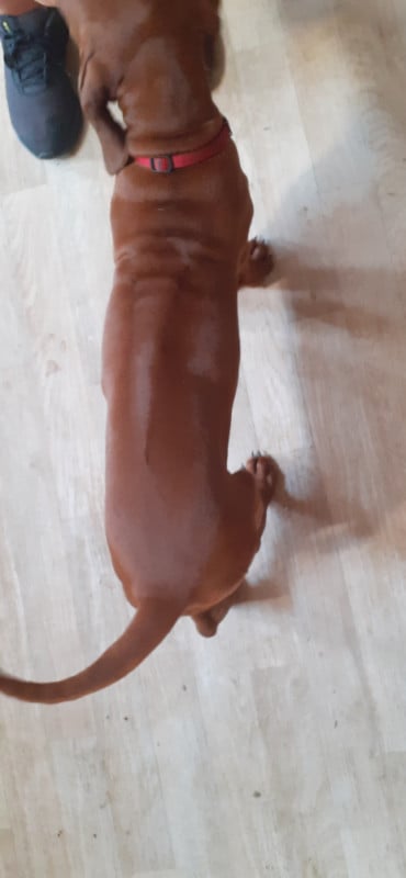 Rhodesian Ridgeback - Hells Rhodesian