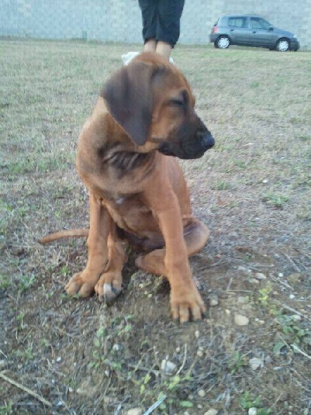 Publication : Du Mas Desa Terra D'Oc