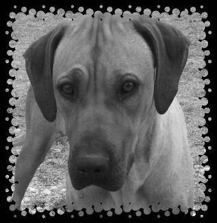 Publication : Du Mas Desa Terra D'Oc