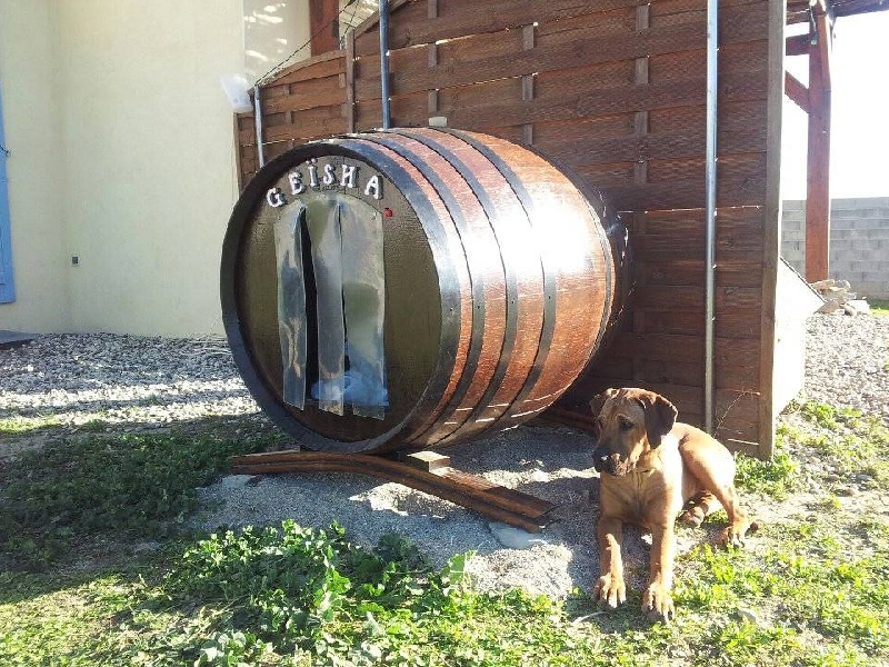 Publication : Du Mas Desa Terra D'Oc