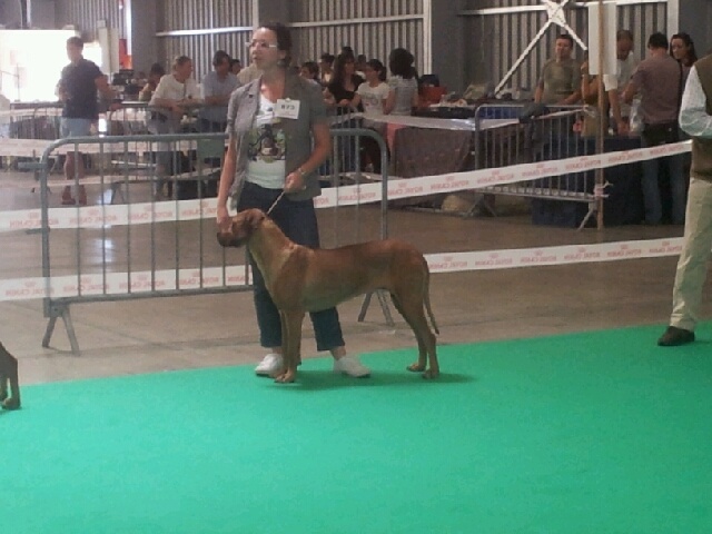 Geïsha Du Domaine D'adéane - 1er excellent / CACS