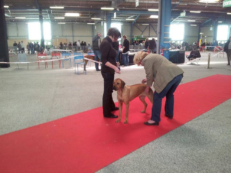 Geïsha Du Domaine D'adéane - Très Prometteur / Meilleur Puppy