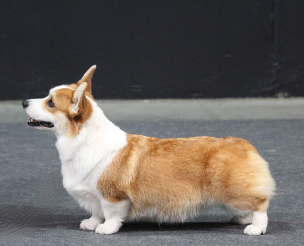 CH. Pepper potts my iron star's des Contamines - 1ere Excellent - CACIB - BEST CHAMPION - BOS