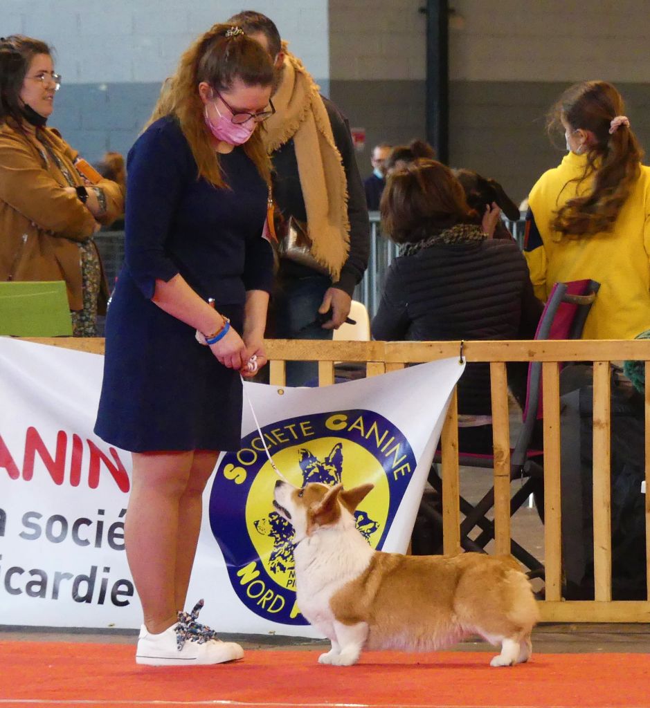 CH. Pepper potts my iron star's des Contamines - 1ère Excellent - CACS - BOB - Sélectionnée parmi les 6 meilleurs du groupe 1