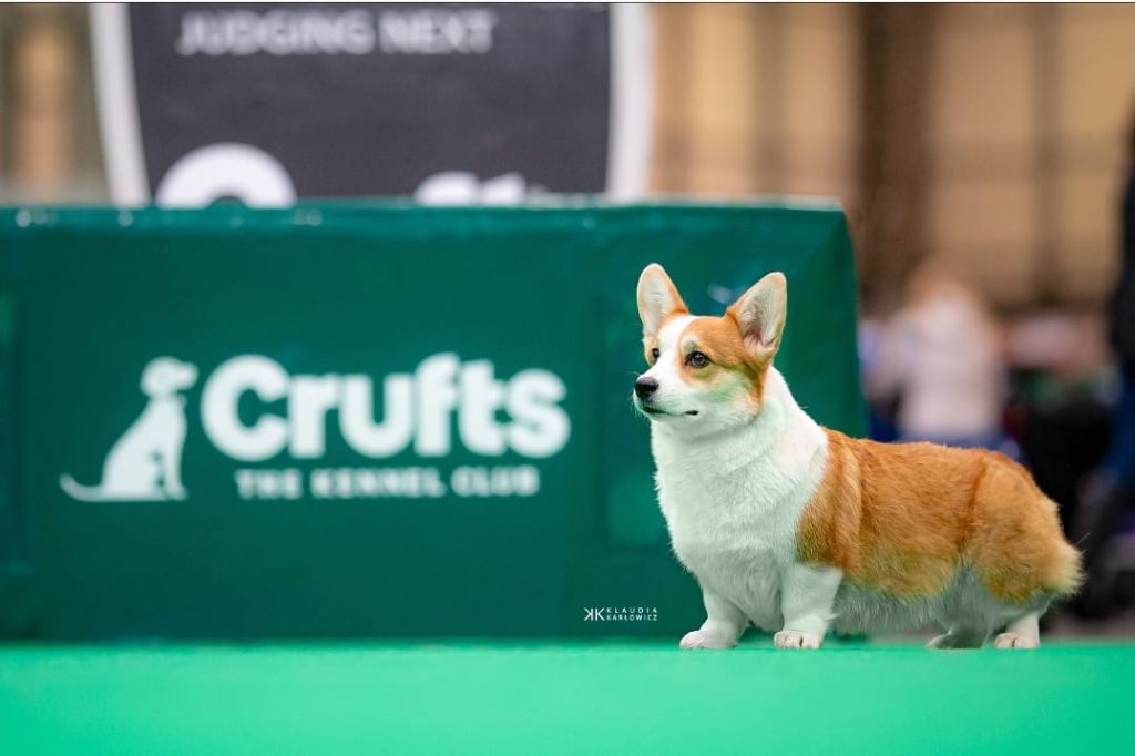 CH. Pepper potts my iron star's des Contamines - Not classified in strong open class Bitch with 15 entries