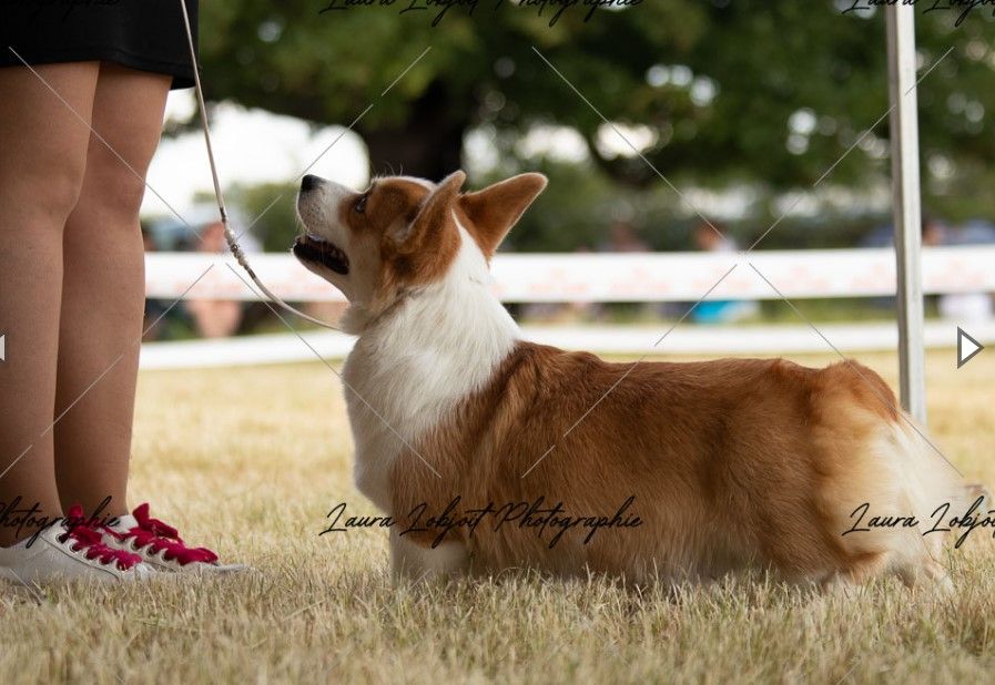 CH. Pepper potts my iron star's des Contamines - Excellent