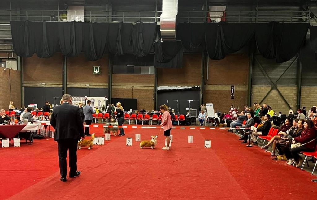 CH. Pepper potts my iron star's des Contamines - 1ere Excellent - Double CAC - CACIB - BOS