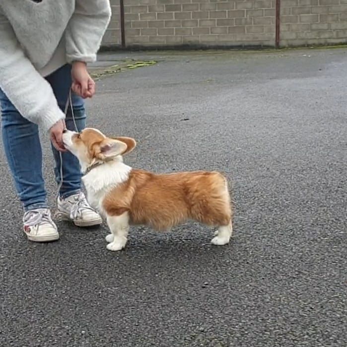 CH. Pepper potts my iron star's des Contamines - Très Prometteur - Best Baby