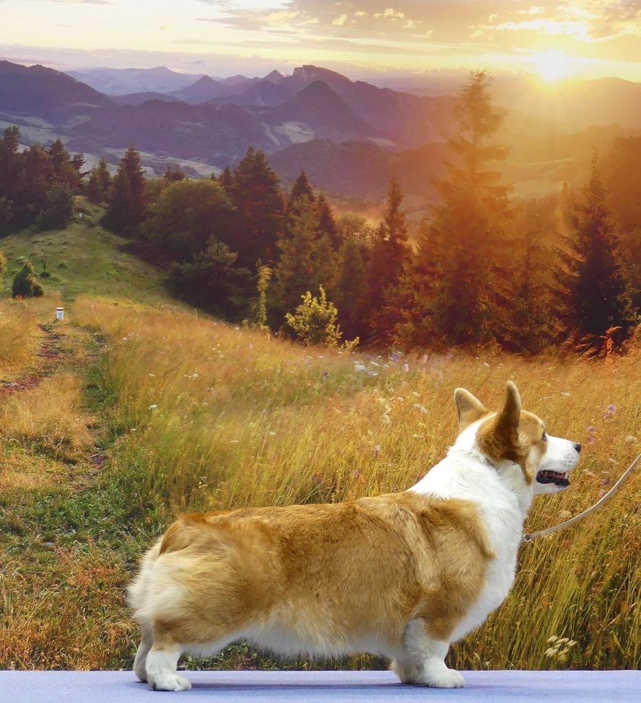 CH. Pepper potts my iron star's des Contamines - 3eme Excellent