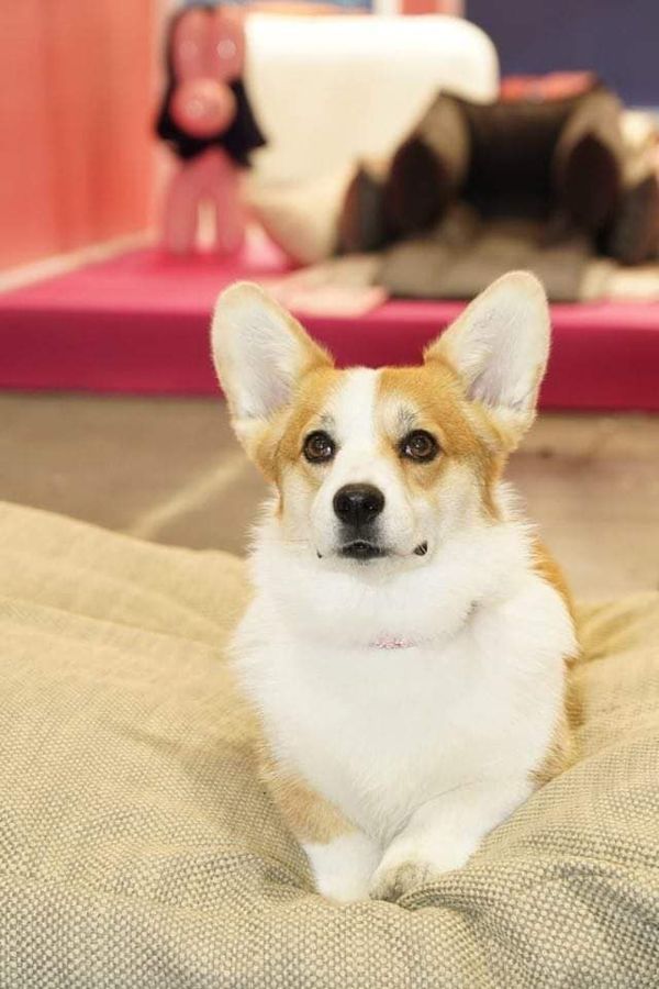 CH. Pepper potts my iron star's des Contamines - 3eme Excellent