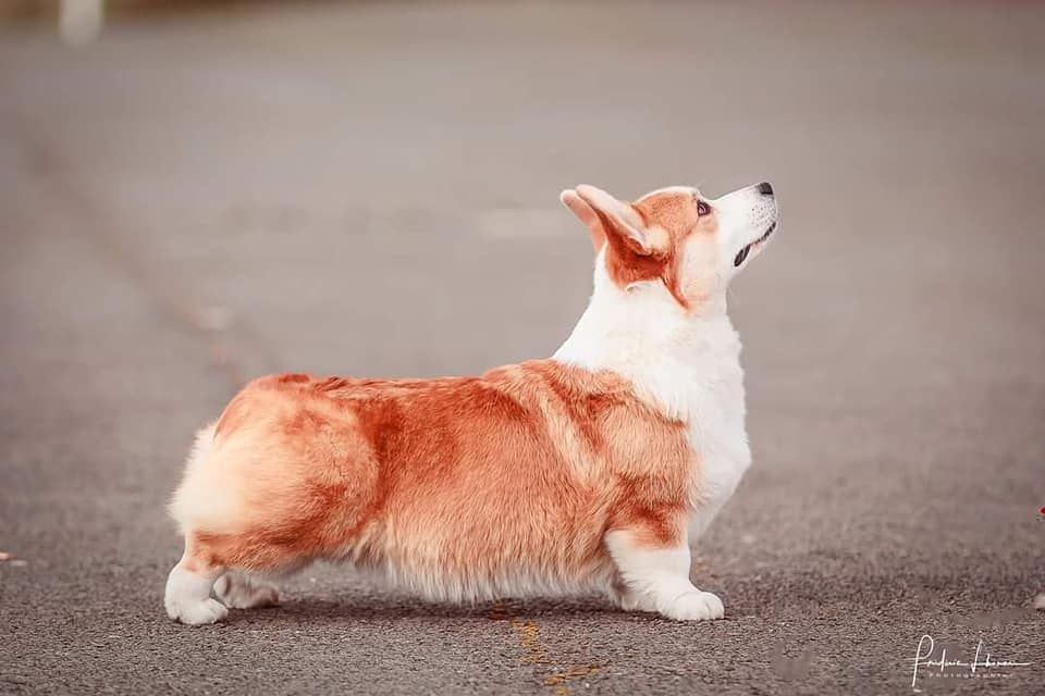 CH. Pepper potts my iron star's des Contamines - 1ere excellent RCACS