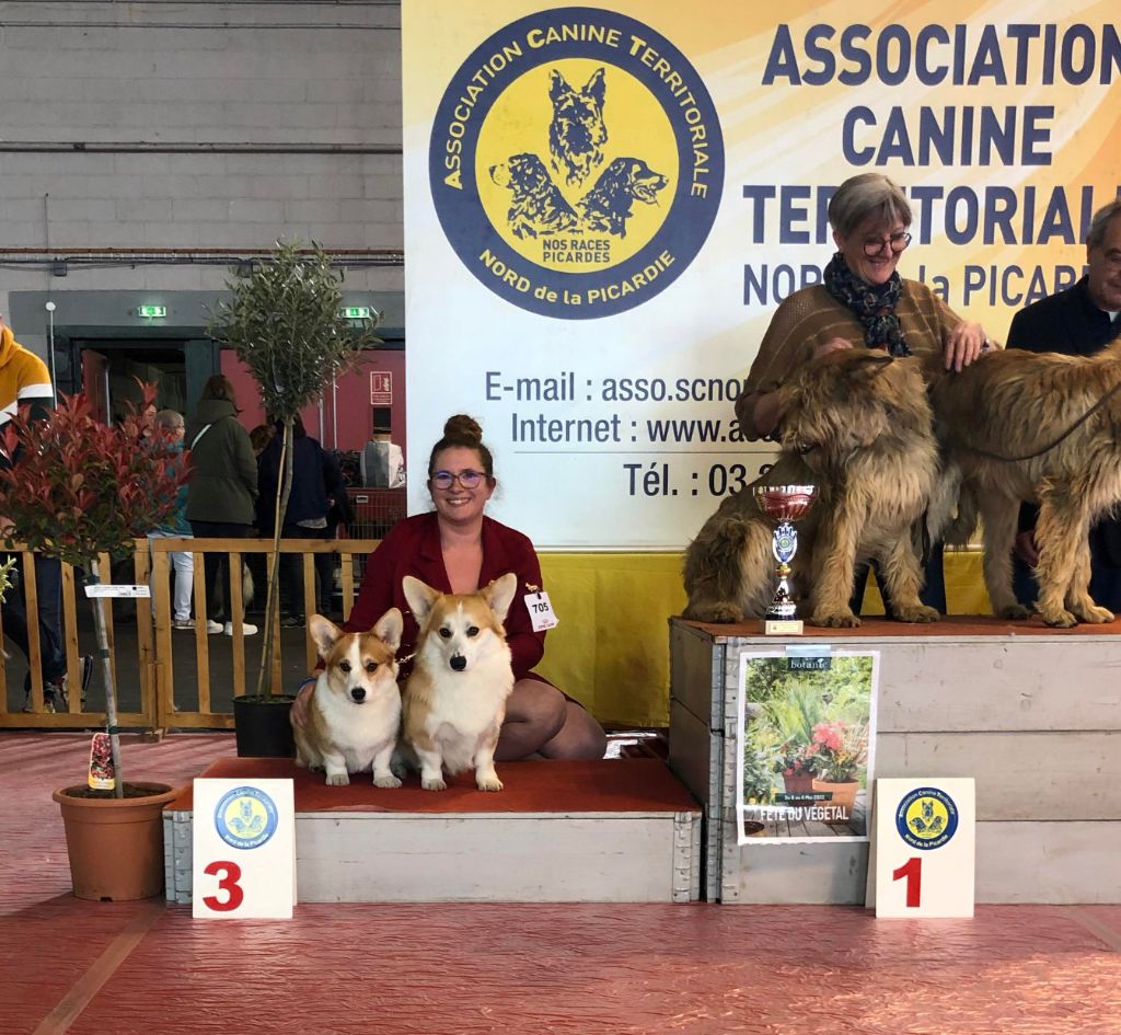 CH. Pepper potts my iron star's des Contamines - 1ère Excellent - CACS - CACIB - BOB