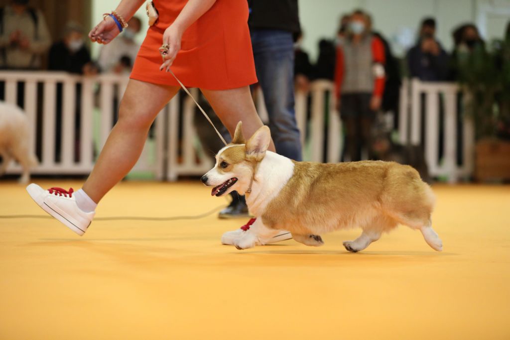 CH. Pepper potts my iron star's des Contamines - 1ere Excellent - 2 x CAC - CACIB - BOS