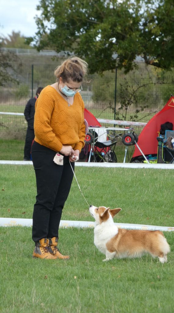 CH. Pepper potts my iron star's des Contamines - 4eme Excellent - TAN