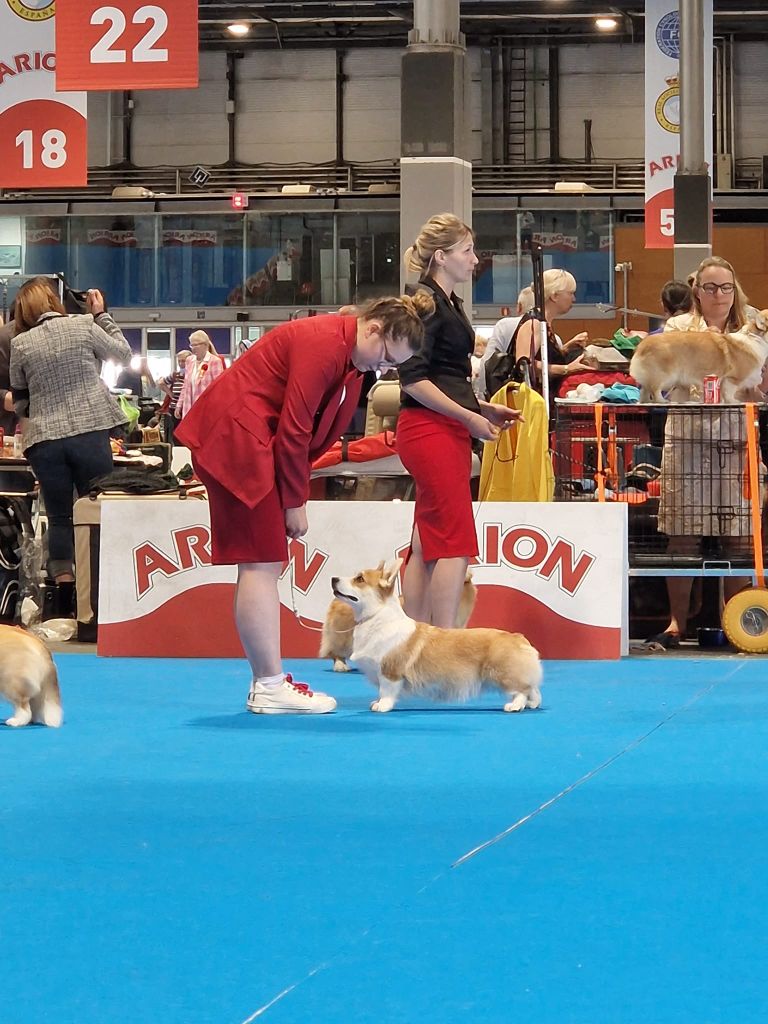 CH. Pepper potts my iron star's des Contamines - 4eme Excellent