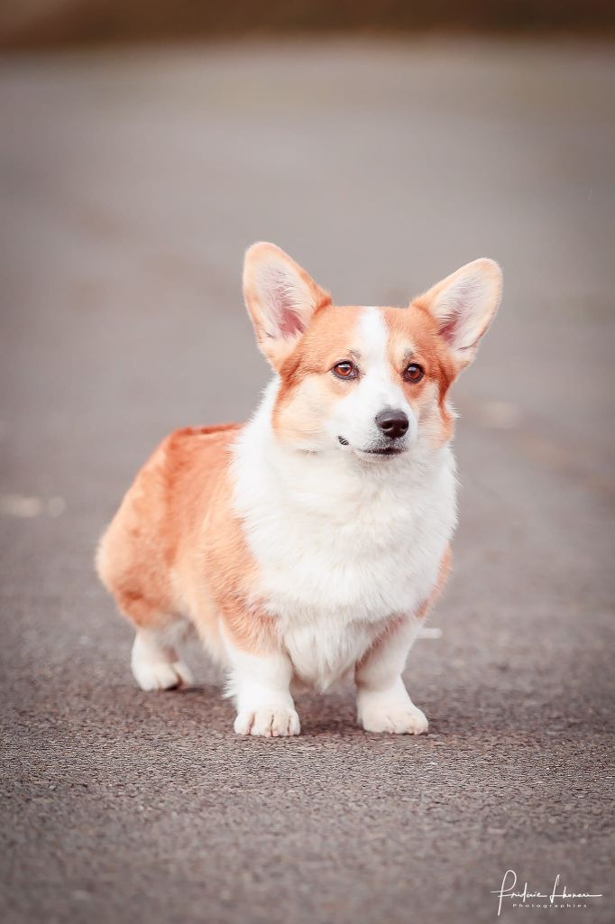 CH. Pepper potts my iron star's des Contamines - 1ère Excellent - CACS - CACIB - BOB