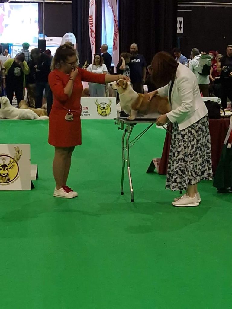 CH. Pepper potts my iron star's des Contamines - 1ere Excellent - CACIB - BOS