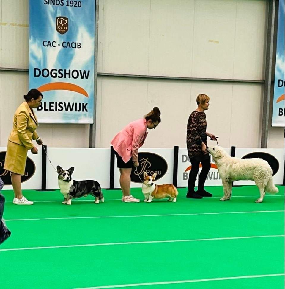 CH. Pepper potts my iron star's des Contamines - 1ere Excellent - CAC - CACIB - BOB