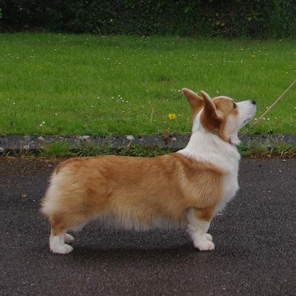 CH. Pepper potts my iron star's des Contamines - 2eme Excellent - RCACS