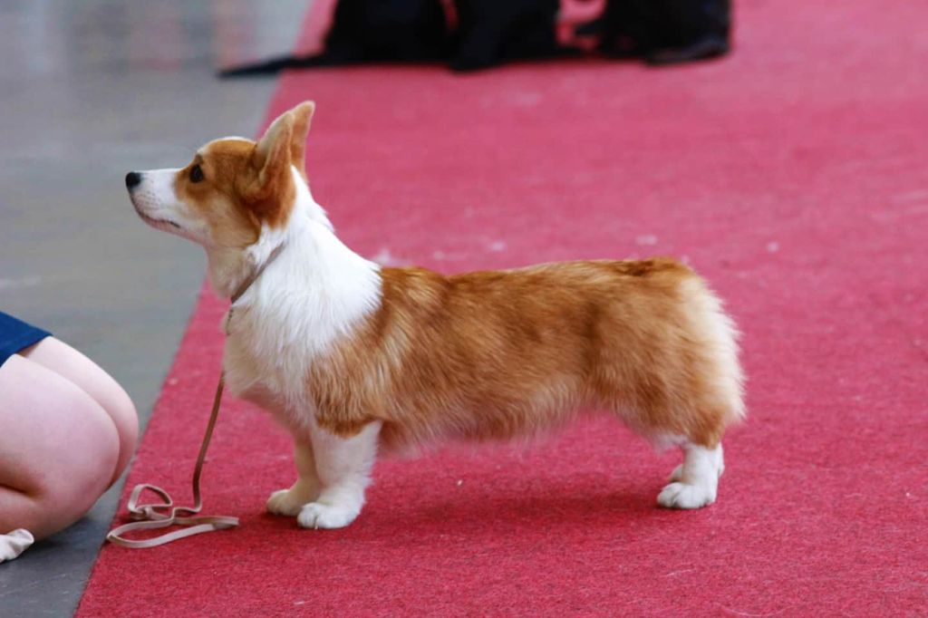 CH. Pepper potts my iron star's des Contamines - Très Prometteur - Best Puppy