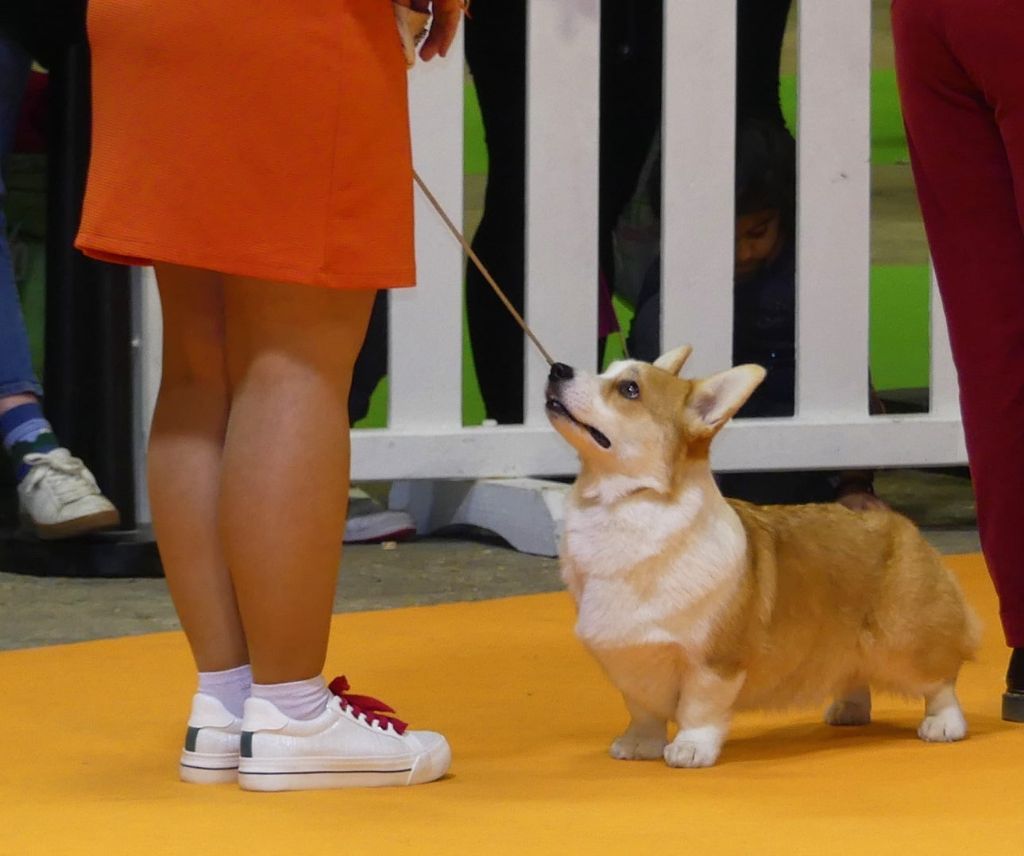 CH. Pepper potts my iron star's des Contamines - 1ère Excellent - CACS - BOS