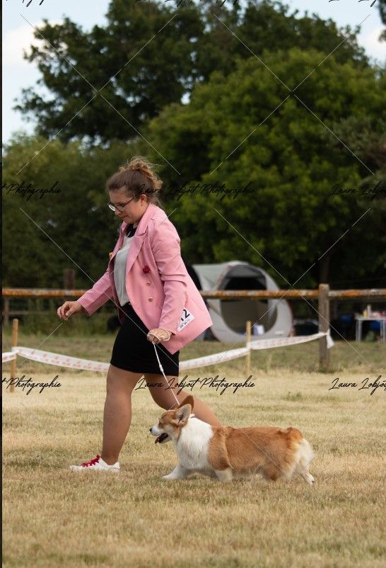 CH. Pepper potts my iron star's des Contamines - 4eme Excellent