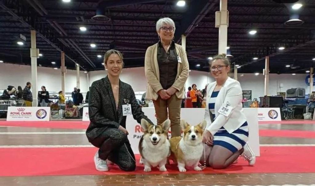 CH. Pepper potts my iron star's des Contamines - 1ère Excellent - CACS - CACIB - BOB