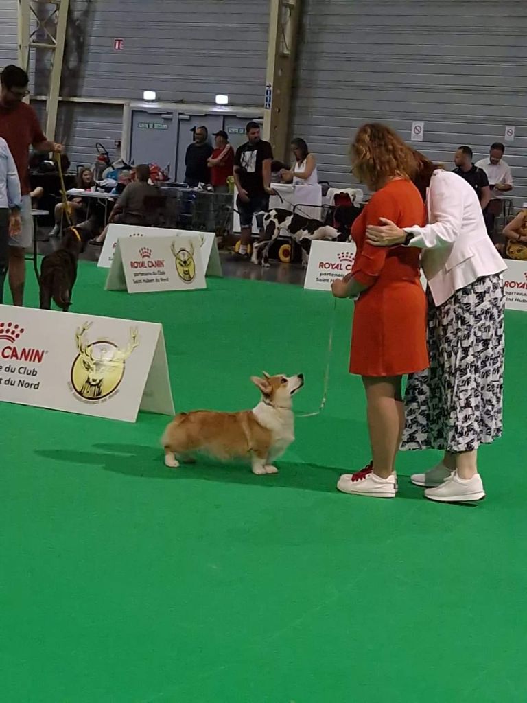 CH. Pepper potts my iron star's des Contamines - 1ere Excellent - CACIB - BOS