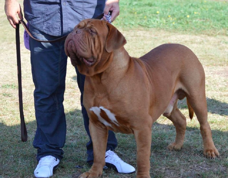 Publication : Dogue Force One Auteur : eveline DAVI