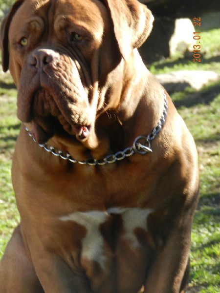 Publication : Dogue Force One Auteur : eveline DAVI