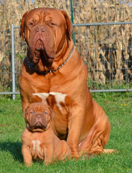 Publication : Dogue Force One Auteur : eveline DAVI