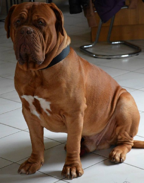 Publication : Dogue Force One Auteur : eveline DAVI