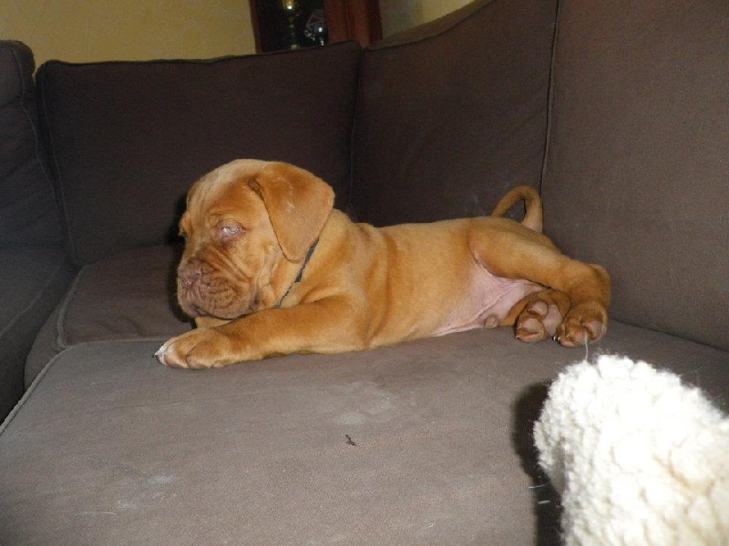 Publication : Dogue Force One Auteur : eveline DAVI