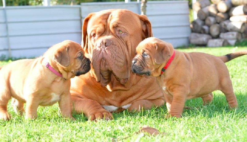 Publication : Dogue Force One Auteur : eveline DAVI